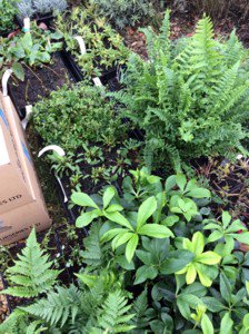 BrambleandYarn's tweet photo. The last day of October and it's time for my blog...catch up with Bramble Flowers for this month at https://t.co/zCD8edl5xS and see what's been happening with the flowers and in the garden... #weddingflowers #garden #visitmygarden #pondsideplanting #bouquets #bucketsofblooms https://t.co/mwxWFYwe7w