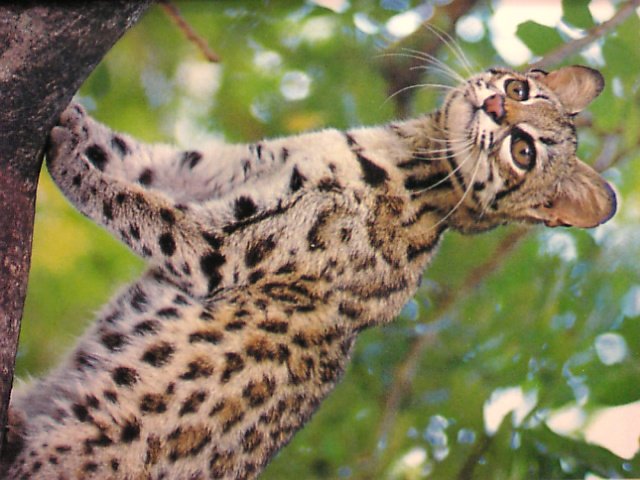 トウカイテイポン در توییتر 南米に生息する小型のヤマネコに ジャガーネコ っているんだけど ジャガーっぽい柄の猫だから命名したのはわかる でも英語では Tiger Cat と呼ばれてる もうジャガーですらない トラネコ で ジャガーネコの仲間に