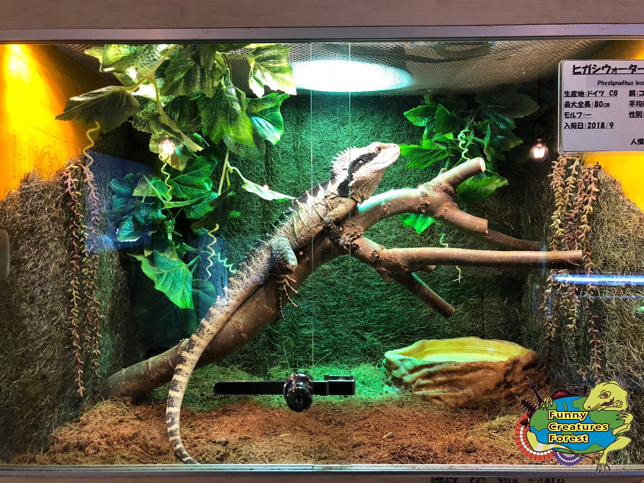 X-এ 爬虫類カフェ Funny Creatures Forest (ふぁにくり) 嵐山店 X-এ 爬虫類カフェ Funny Creatures Forest (ふぁにくり) 嵐山店