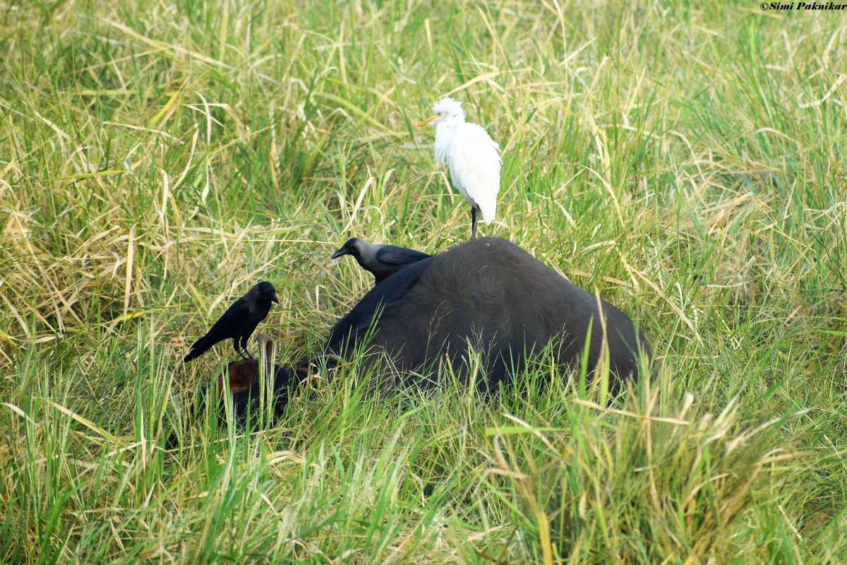 It's difficult to wake up some!!!!! #cattleegret #egret #crow #bird #birdwatching #birdsofgoa #Goa #birdsofIndia @BirdLife_Asia @TourismGoa @birdcountindia @BirdWatchIndia @birdsofindia  @orientbirdclub