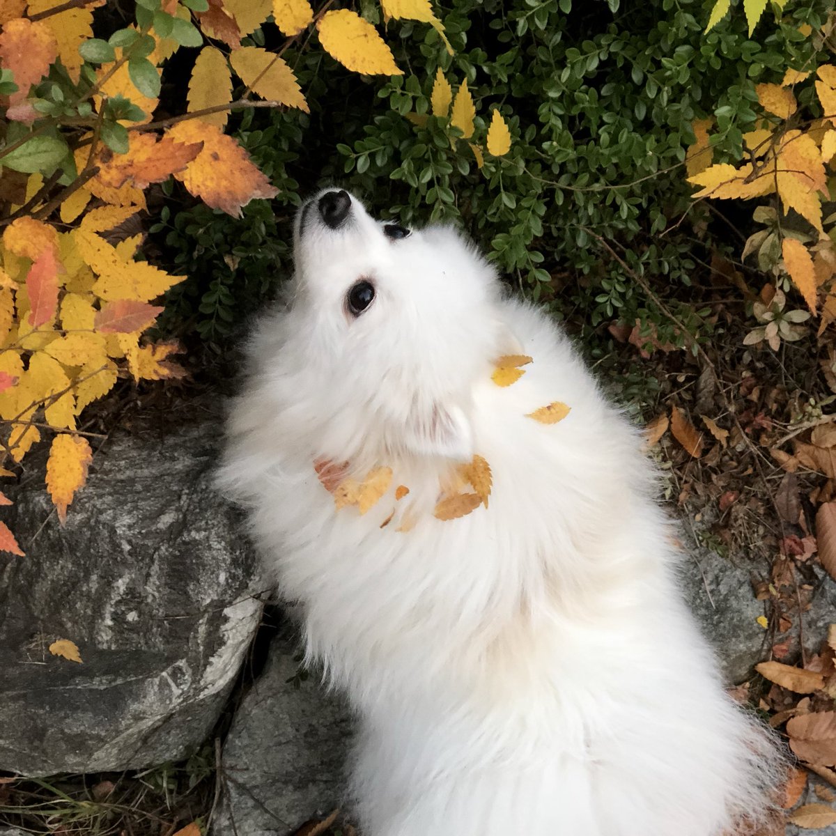 흰둥이 tweet media