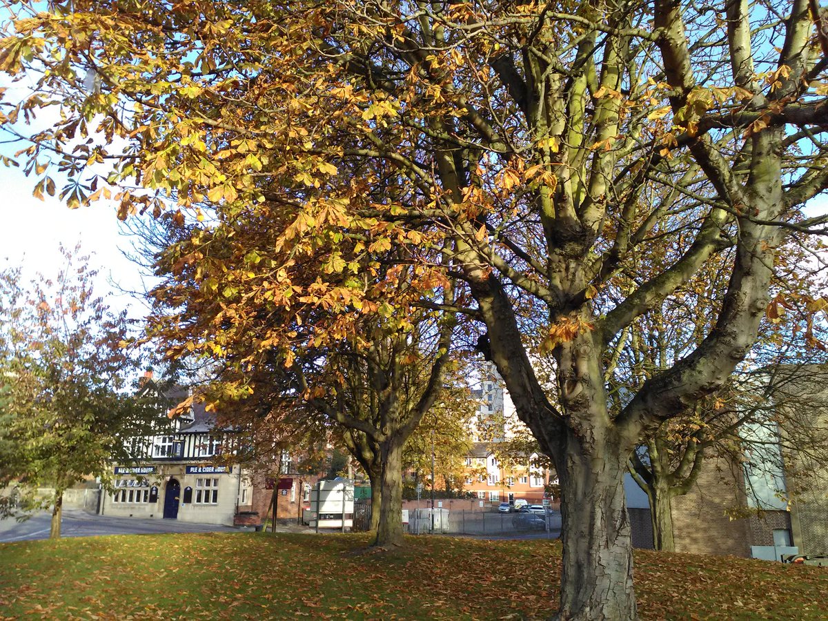 #frosty morning on Cathedral Green. Autumn leaves falling like snow #loveparks