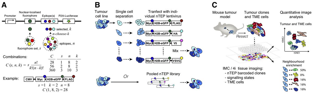 KoplevS's tweet image. Excited to share our preprint, where we develop a method based on combinations of epitopes along with iterative, multiplex antibody staining to track the spatial organization of tumor clones.
biorxiv.org/content/early/…