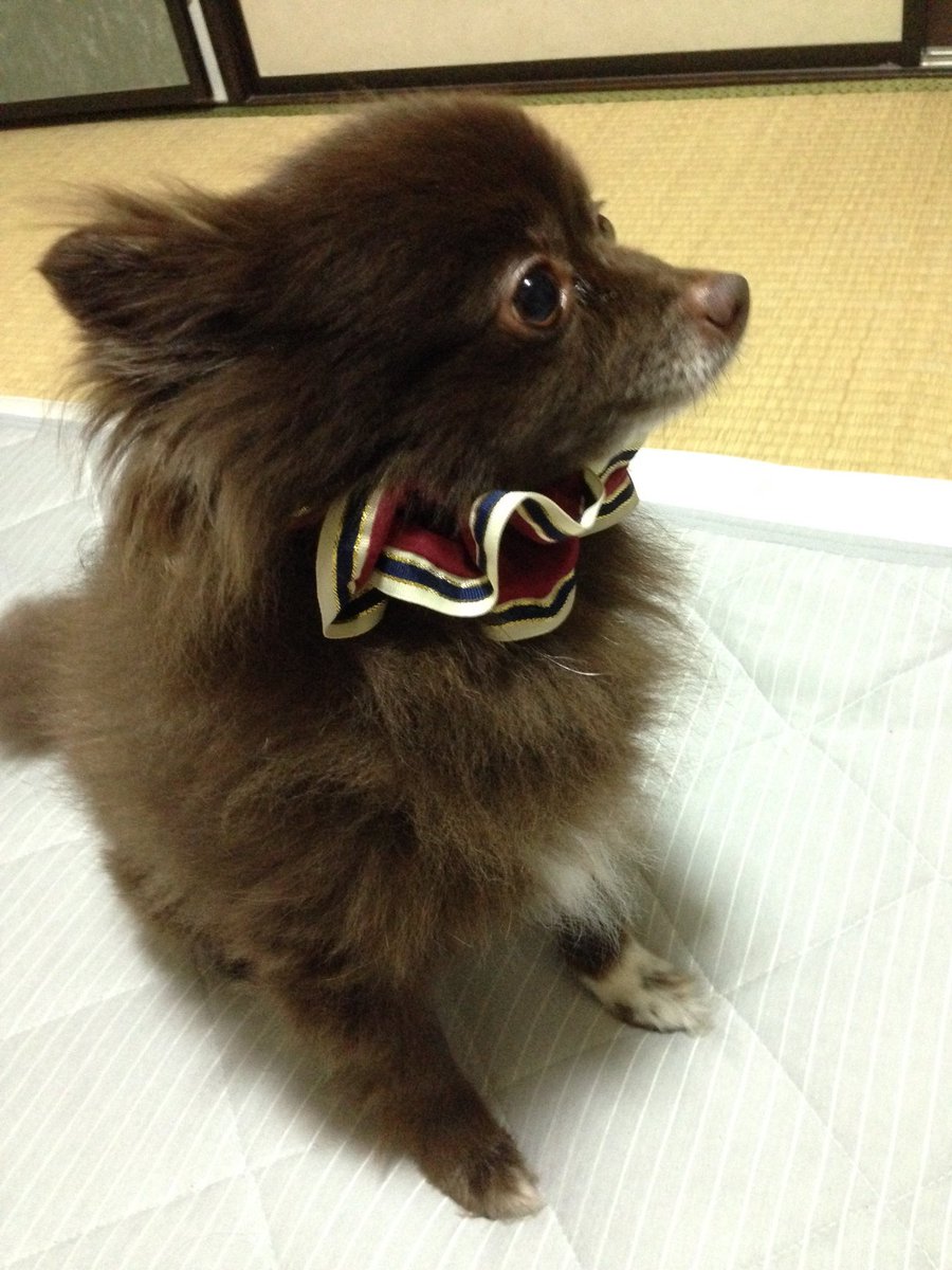 愚鈍 こぐまちゃん あなたはかわいいこぐまちゃんなの なぁんだかわいいポメちゃんかー というこぐま 色ポメのココちゃんの画像をいただきました オレンジ系のポメだったらたぬき顔きつね顔になるのに焦げ茶や黒系だとこぐま顔おおかみ顔になるのは 愚鈍 こぐまちゃん あなたはかわいいこぐまちゃんなの なぁんだかわいいポメちゃんかー というこぐま 色ポメのココちゃんの画像をいただきました オレンジ系のポメだったらたぬき顔きつね顔になるのに焦げ茶や黒系だとこぐま顔おおかみ顔になるのは