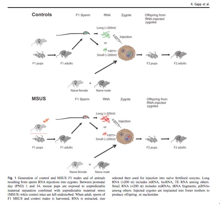 download macrophage activation