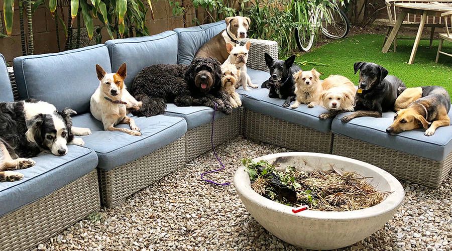 ChewHuman's tweet photo. Would YOU rather have the company of a dog or a human?  I'll take the right human, but the field of dogs is not far behind.  https://t.co/g5OPdfX3Or  #MansBestFriend https://t.co/9674Nmhf8g