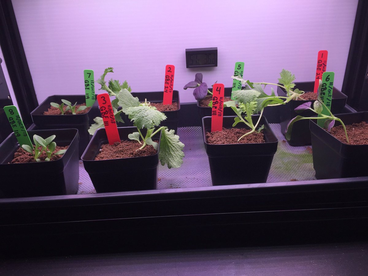 ProfEstevez's tweet photo. Day 14th Measuring our traveling plants for the first time. #GalalionsFLLTeam #MonserrateLeóndeIrizarry @GrowBeyondEarth @NASAKSCEPDC @matcien @firstlegopr @EDUCACIONPR @SecEducacionPR #Boquerón @caborojo_pr 🚀🧠🌱🌎🇵🇷 https://t.co/RdptTvgWl8