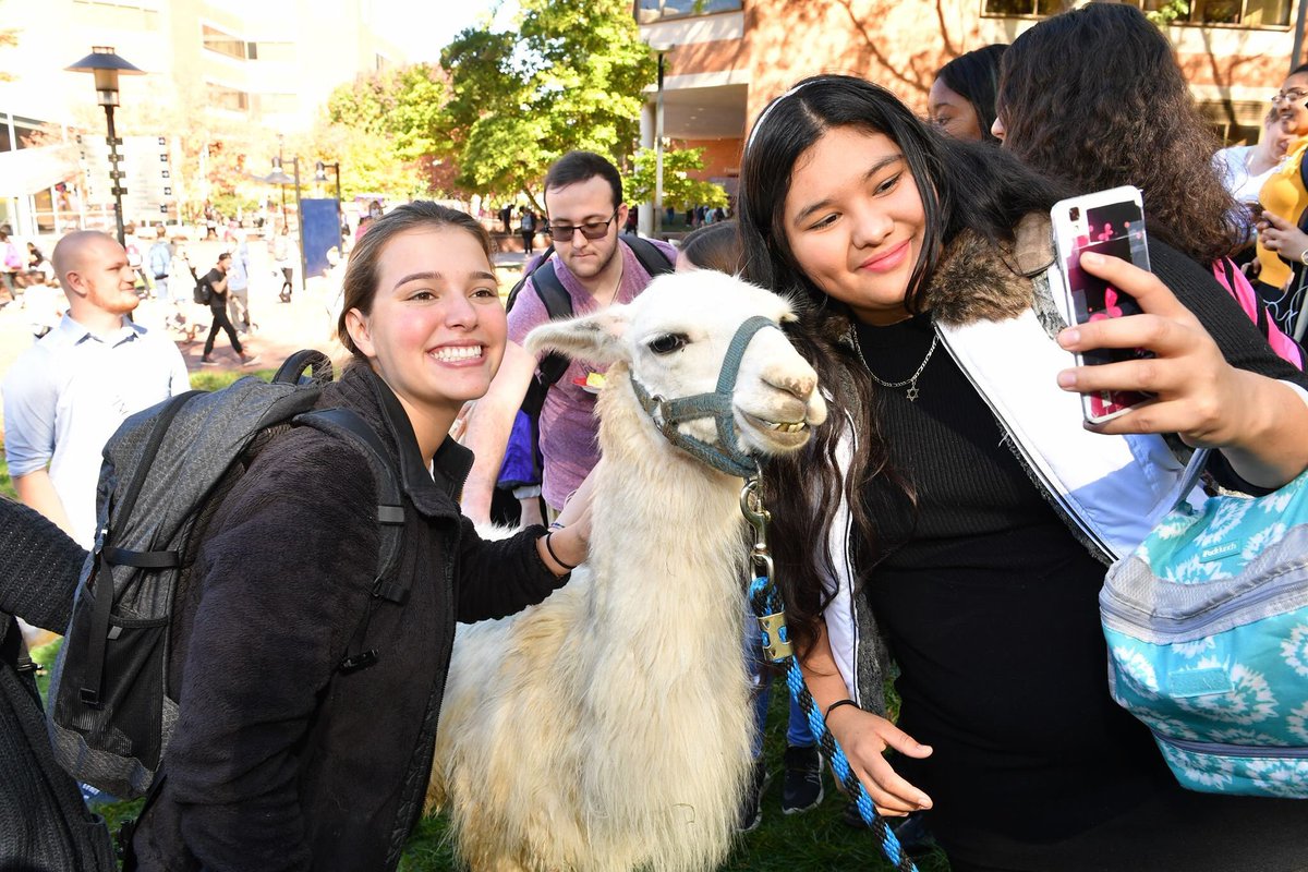 THE ANIMALS ARE BACK! Stop by Tiger Plaza between 12 and 2 to destress at Doc’s Animal Crossing 🐰🐑