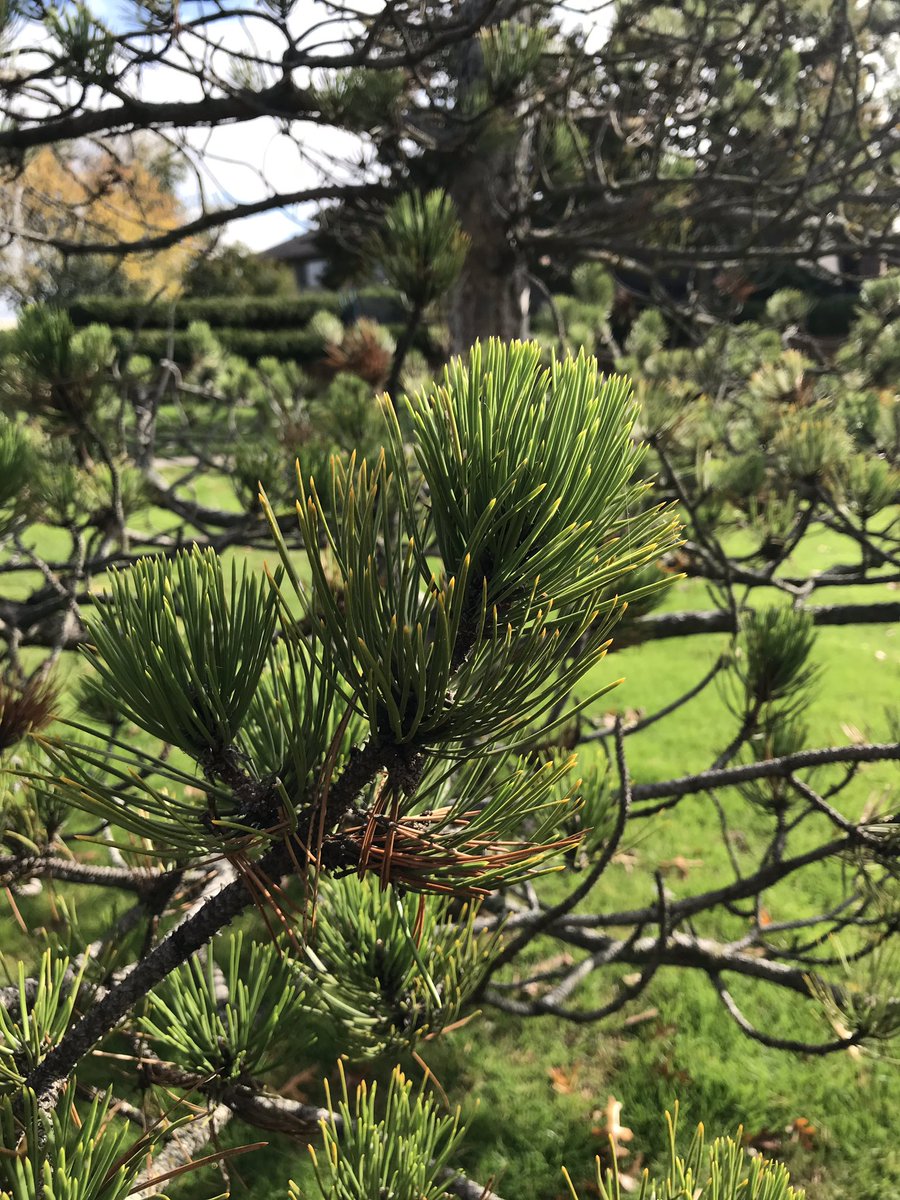 Neal Campbell tweet media