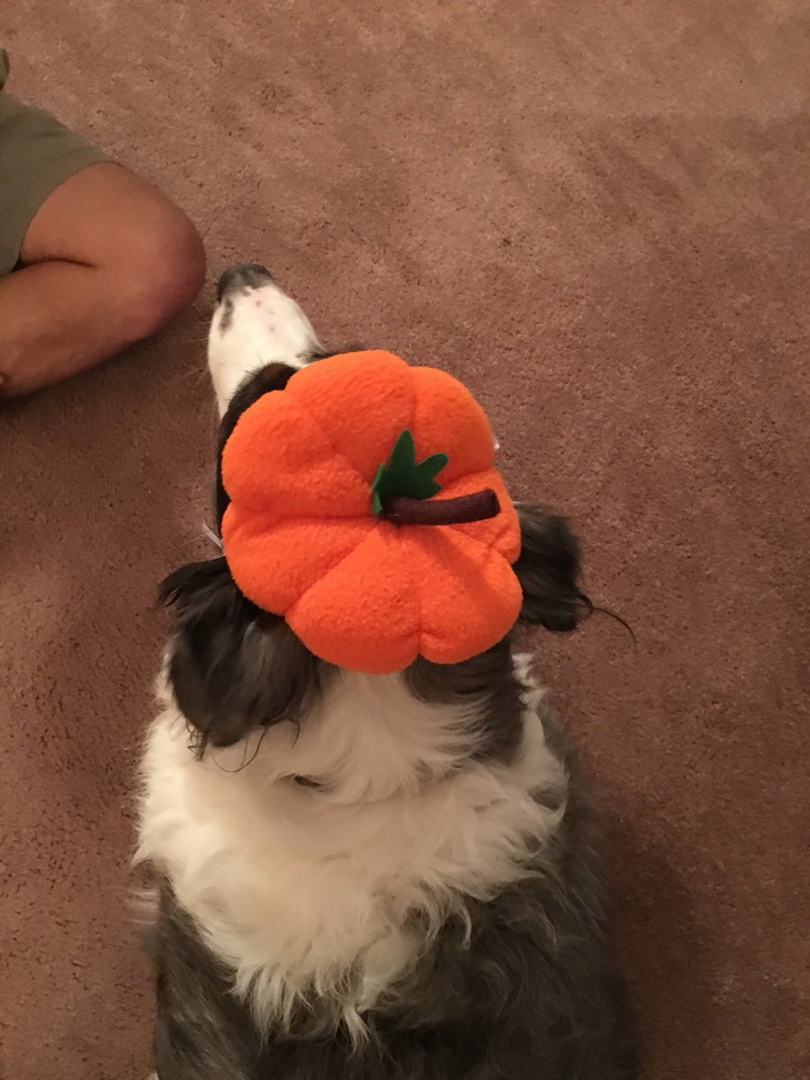 AllThingsAuss's tweet photo. Happy Halloween #allthingsaussie #australianshepherd https://t.co/7T0Vkqtz3T