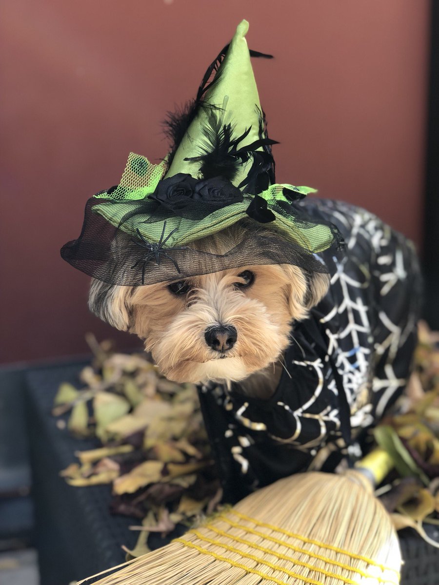 #HappyHalloween <a href="/CBCMorningLive/">CBC Morning Live</a>