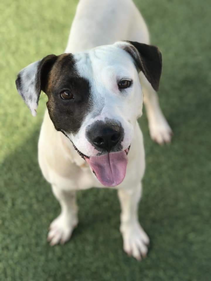 Orlando-Urgent Dogs tweet media