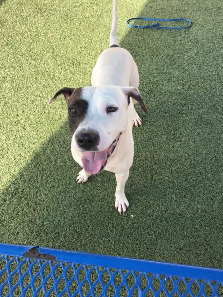 Orlando-Urgent Dogs tweet media