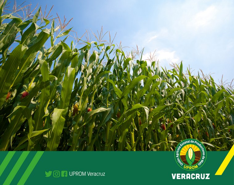 UPROMVeracruz's tweet photo. Que tengas un excelente miércoles. 

"La agricultura es la base de las sociedades, alimenta al estado y hace a los hombres fieles, sencillos y honrados." -Hipolito Vyeites https://t.co/RWjTb3dmDN