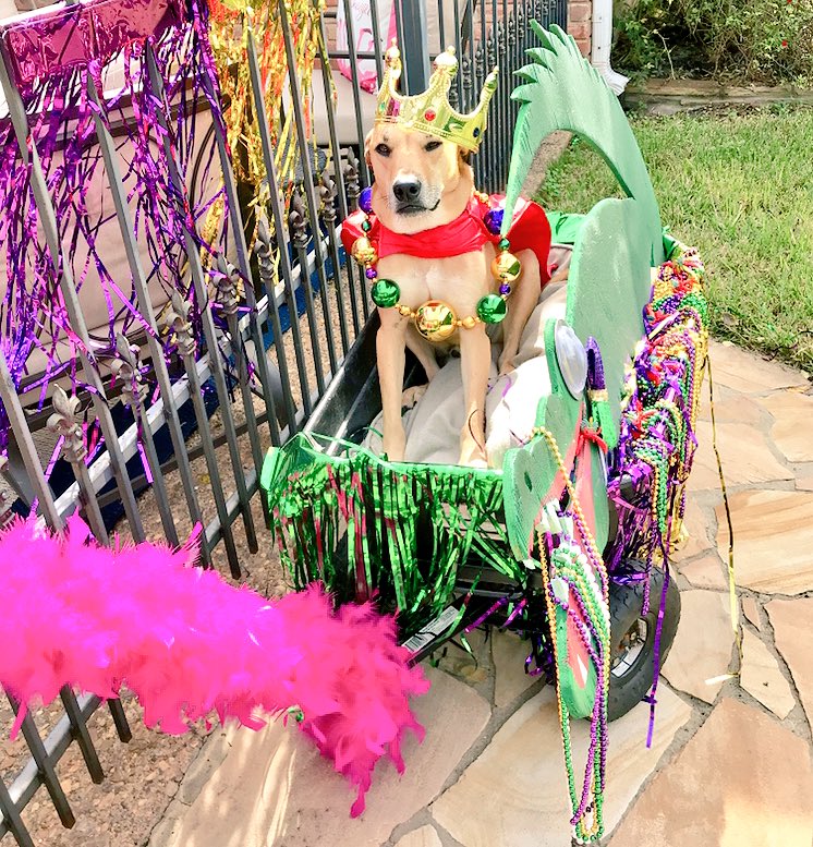 Buddy7514's tweet photo. Happy Halloween from the new Krewe of the Ragin’ Canine Cajun 🎃 #mardigrasmutt https://t.co/E5RQC0lKmv