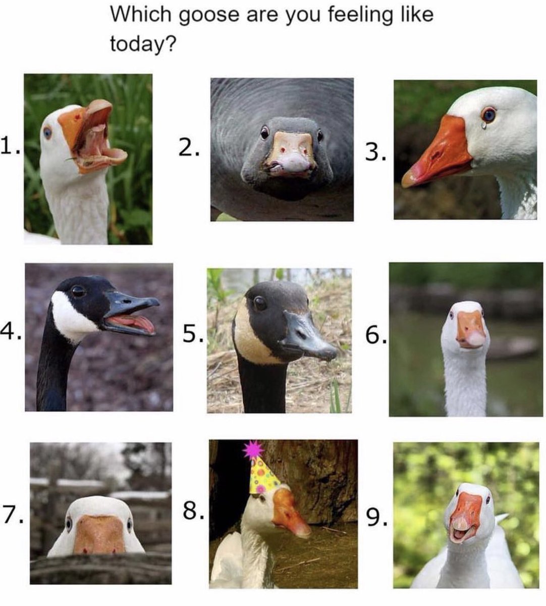 SUE the T. rex tweet media