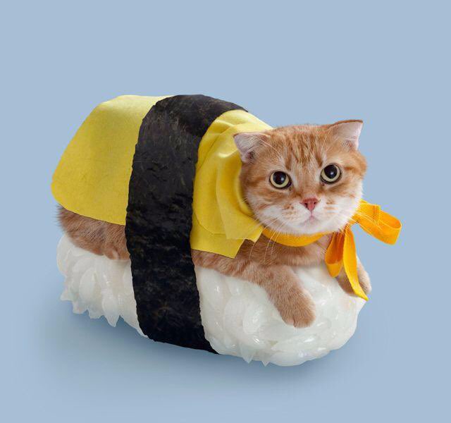Katze in Sushi! Toll, Danke Merkel😡😡😡