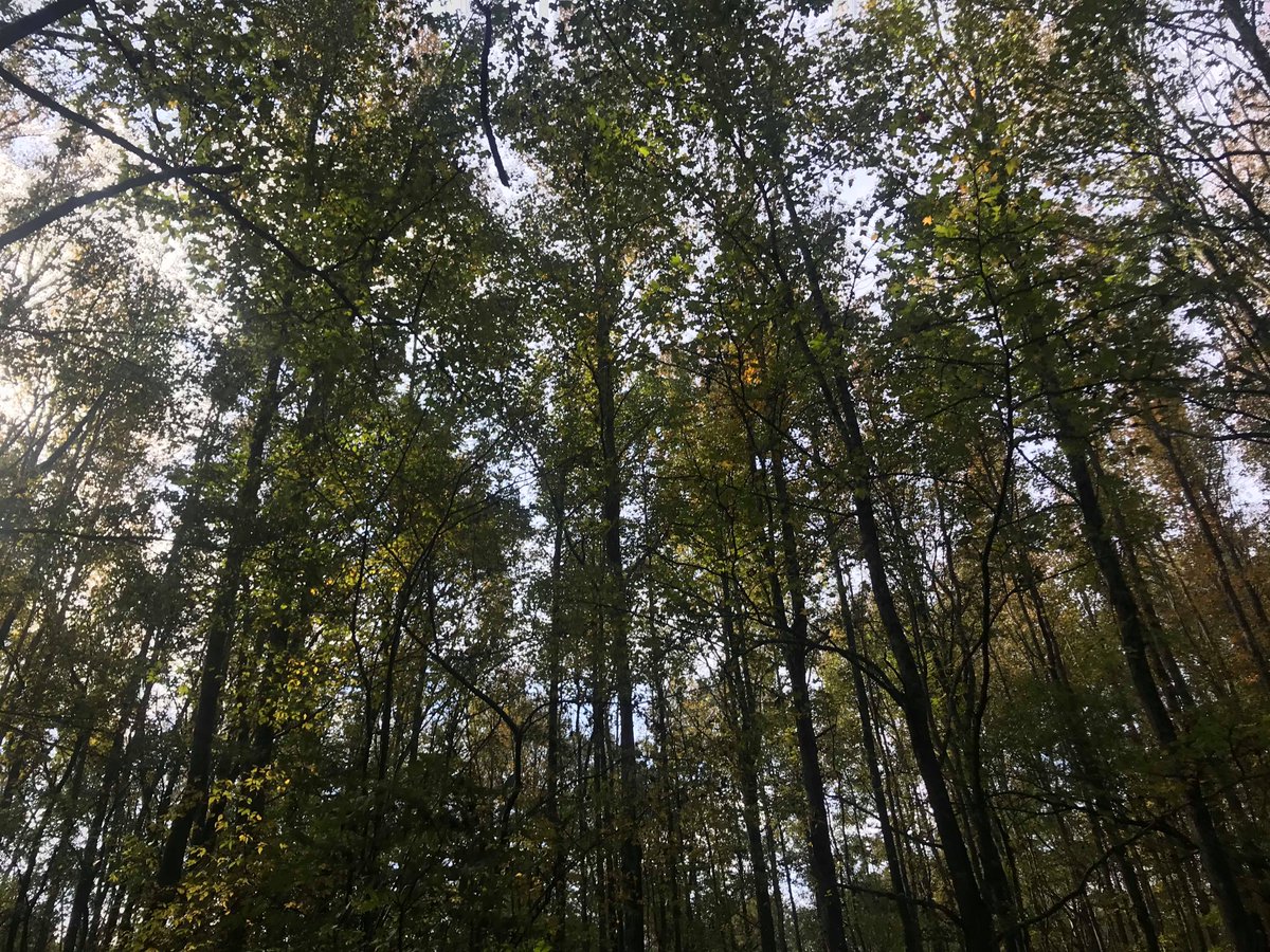 Had the opportunity to visit a tree farm in Arkansas yesterday and learn more about the importance of purchasing @FSC_IC certified products. Products with the @FSC_IC label are identified as products with their roots from well-managed forests. #ForestsForAllForever #ChooseFSC