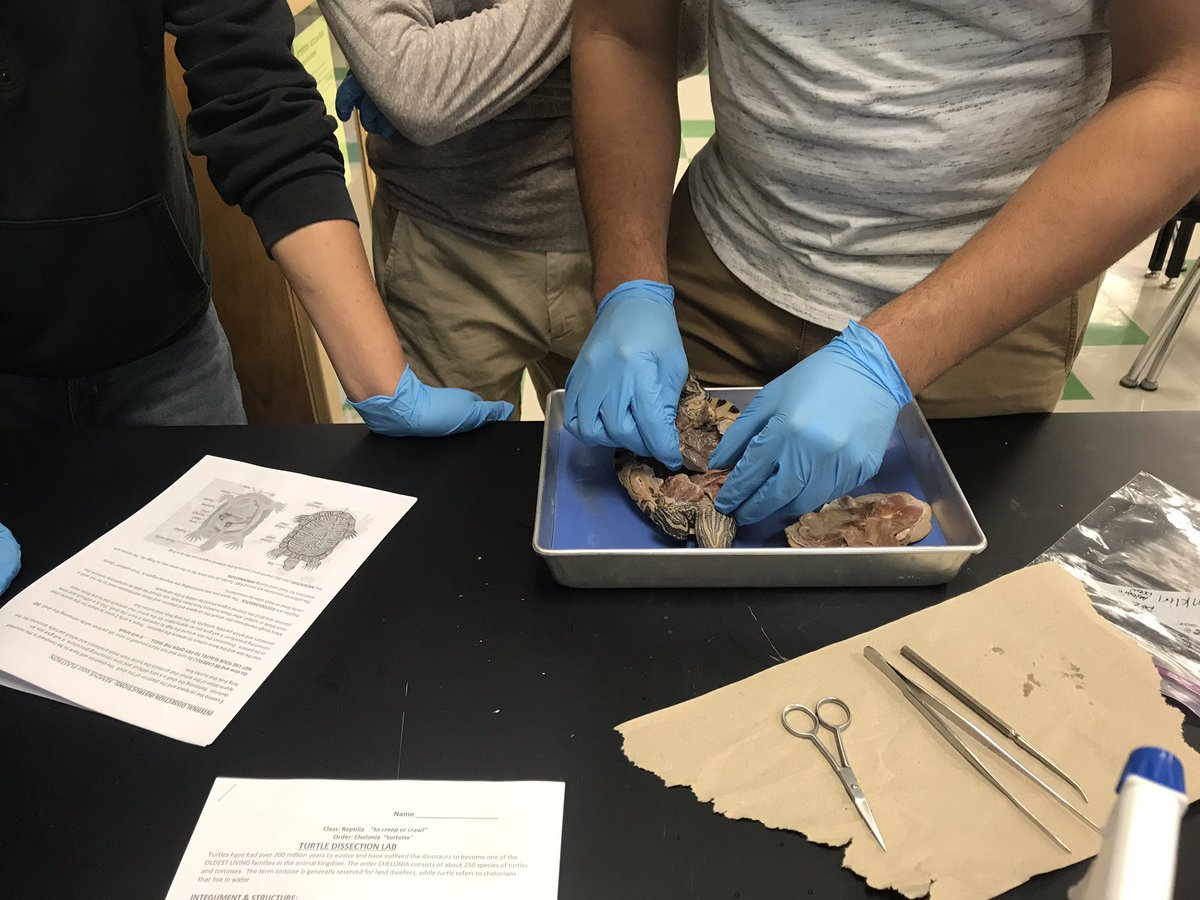 Thanks to Mr. Swanson’s, Zoology Class for letting me hang out during Turtle dissections <a href="/StormLakeCSD/">Storm Lake CSD</a>