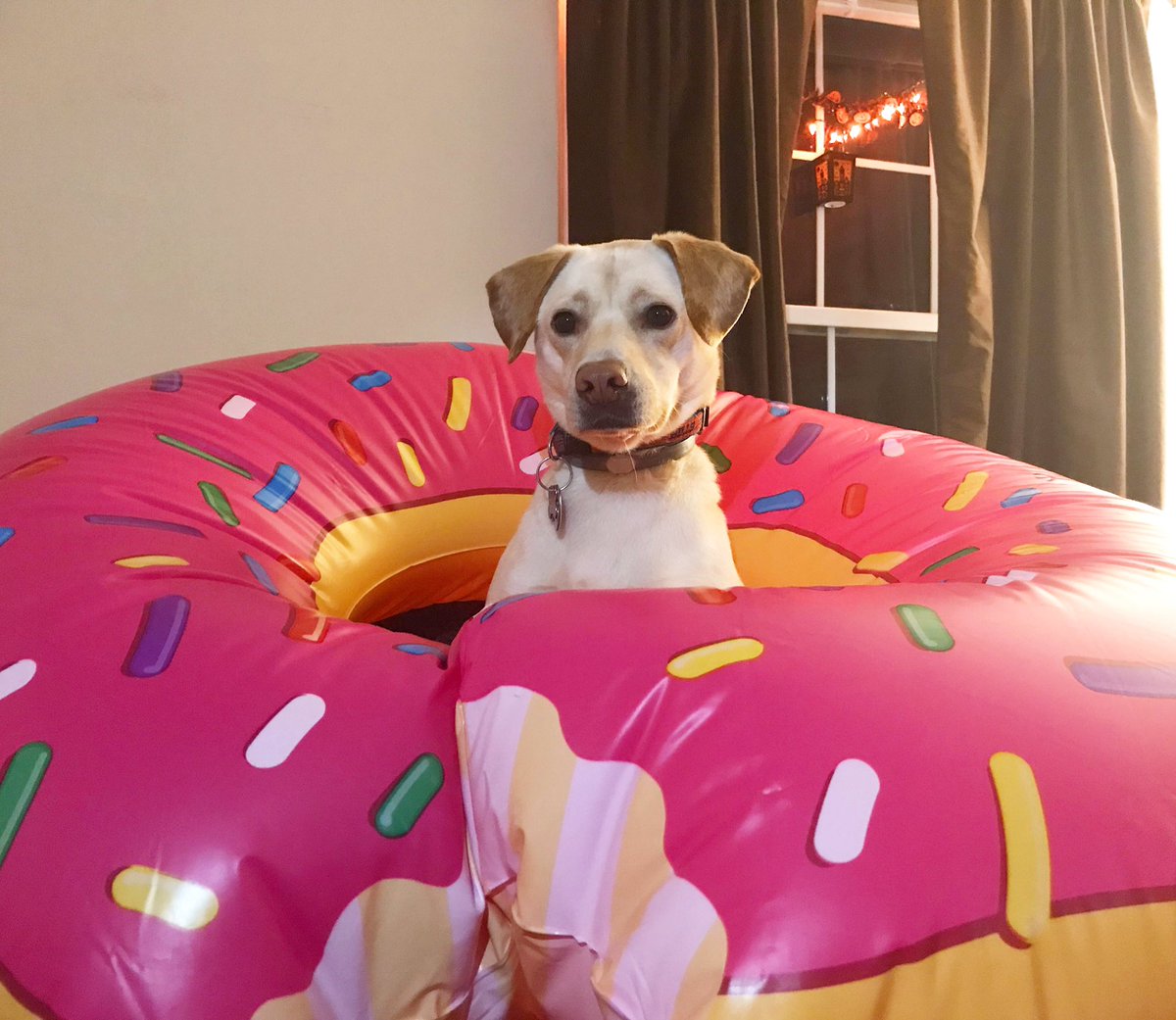 krissycanova's tweet photo. Happy Halloween & good morning, all ! This year, I dressed Rex up as a PUPKIN DONUT & a PUPPUCCINO!
Did you dress up your pet up? Tweet us your photos! #WakeUpWith10 @WTEN #HALLOWEEN2018 #GiveAFetch https://t.co/YF10C0JWT2
