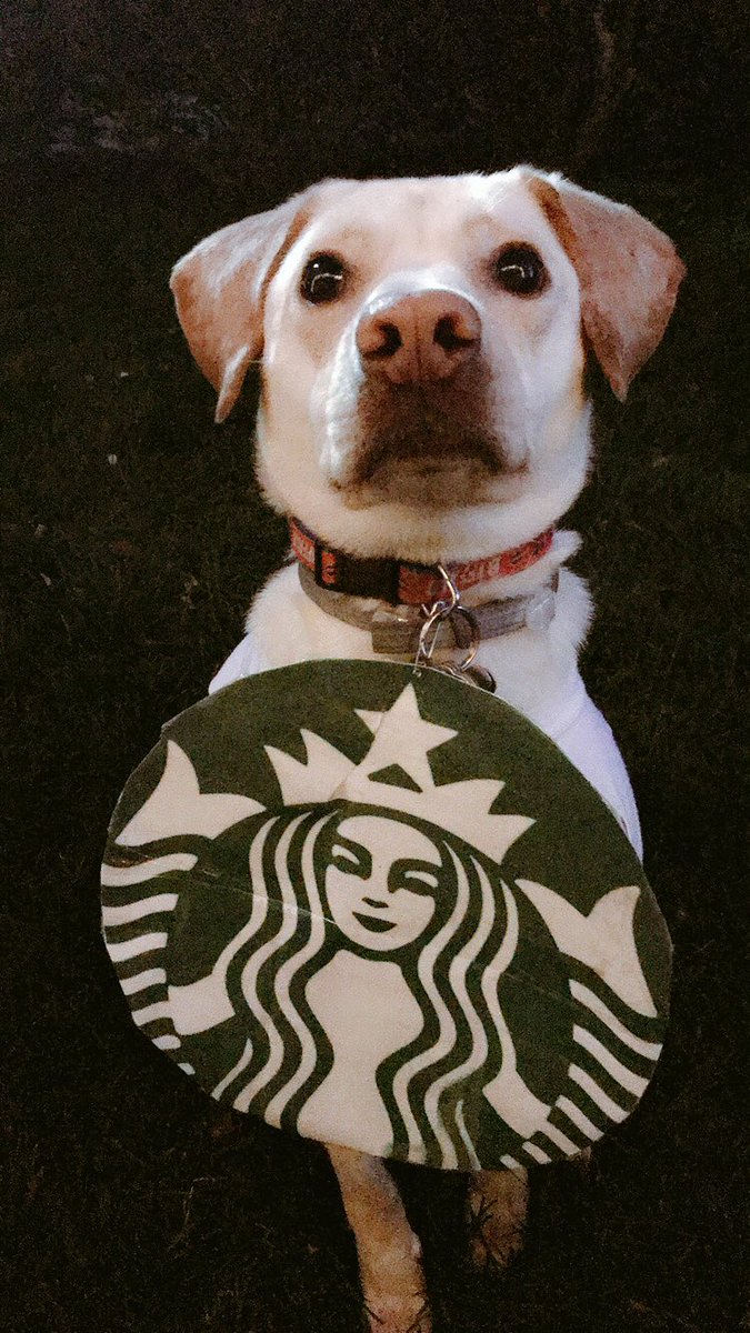 krissycanova's tweet photo. Happy Halloween & good morning, all ! This year, I dressed Rex up as a PUPKIN DONUT & a PUPPUCCINO!
Did you dress up your pet up? Tweet us your photos! #WakeUpWith10 @WTEN #HALLOWEEN2018 #GiveAFetch https://t.co/YF10C0JWT2