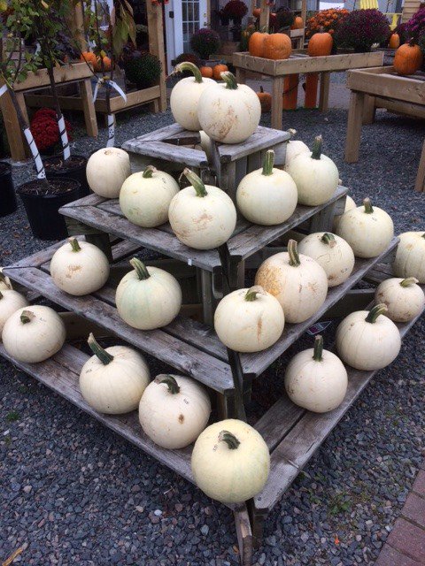 patiouk's tweet image. Ghostly white spooky pumpkins, bet they look great carved with candles in.......eerie!!! 🎃🕸️👻#Halloween #pumpkincarving #spookywednesday #trickortreat