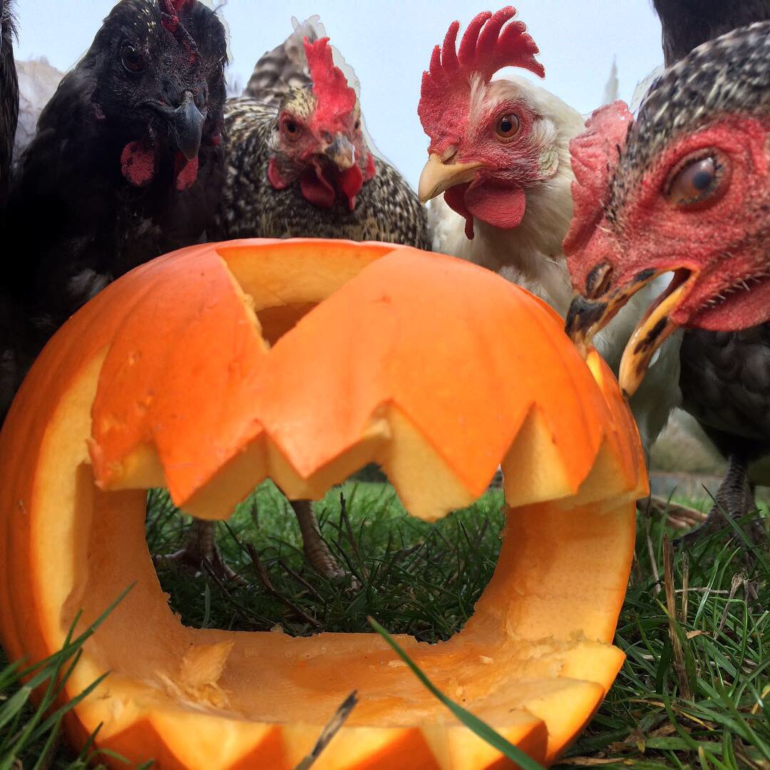 Happy Halloween!!!! ..... our chickens are enjoying their first Halloween 🕸🎃