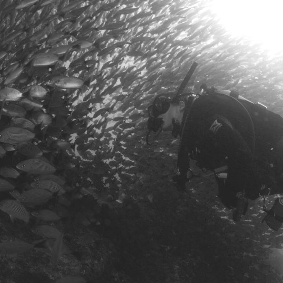 MantaDiveGili's tweet photo. My therapy begins at 10 metres. #mantadivegiliair #mantadive #scubatherapy #oceanchild #uwlife #tourtheocean #underwateremotions #underwater_world_ #bluemind #underwaterart #oceanminded #oceantherapy #oceanscape #oceaninspired #ilovetheocean #theMantaWay #justbreathe https://t.co/fQ6nruhBLn