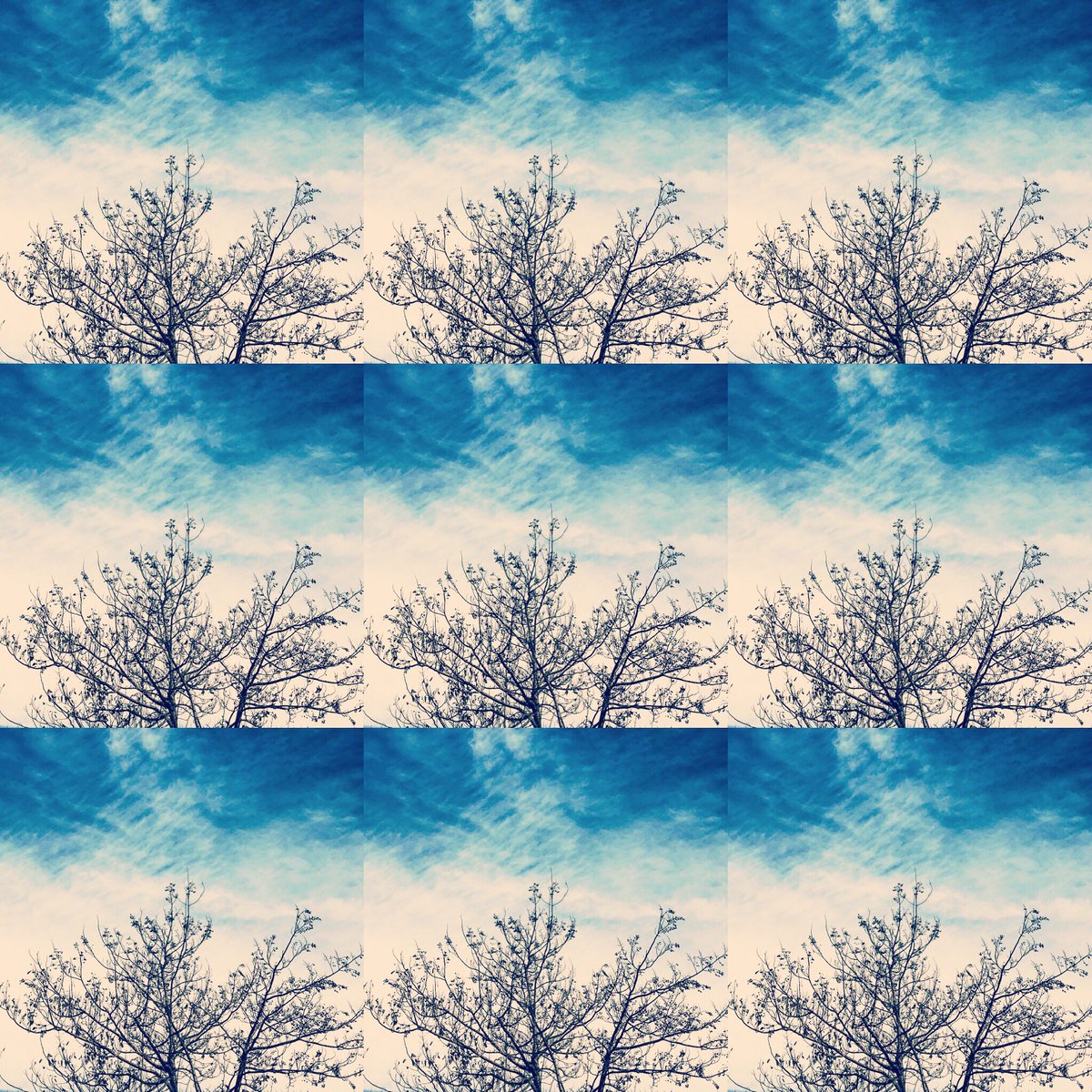 カリメロママ 絵本の挿絵の壁紙 青い絵の具を 塗りつけたような青空 そこにある一本の木も 絵本の挿絵風に 仕上がりました 散歩 壁紙 秋の空 木 絵の具 青色 絵本 挿絵 元気を出そう