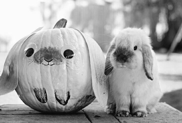 naturesfeast's tweet photo. Now this is an impressive pumpkin carving!! Happy Halloween folks :-) #Halloween2018 #rabbits https://t.co/PTYRPWOxz6