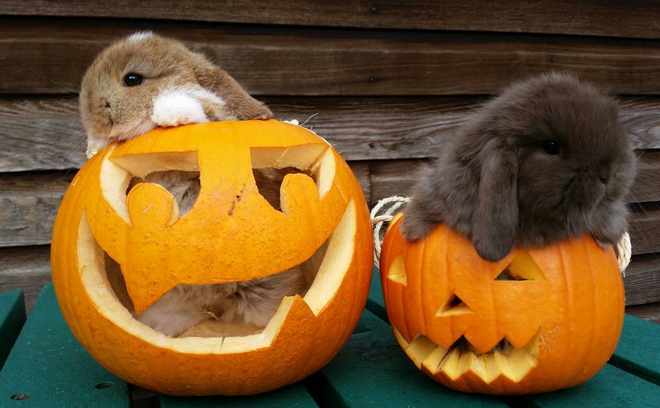 VisitNland's tweet photo. HAPPY HALLOWEEN! If you're visiting Northumberland then we hope you have a spine-tingling time ππ§ββοΈπ here's some bunnies getting up to mischief at @WhitehouseFarm_ to make you cackle! #visitnorthumberland #nlandfun #halfterm https://t.co/37RYoaKISs