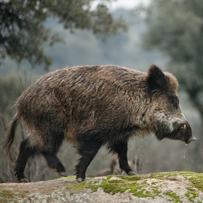 Editan una guía con aclaraciones al Decreto sobre la carne de caza dlvr.it/Qq4Fb2