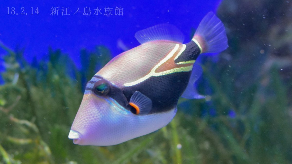 日本の海水魚bot A Twitter タスキモンガラ モンガラカワハギ科 レア度 自 水 名前の通り眼の下からたすきを掛けたような黒い帯が伸びるのが特徴 ハワイの州魚であり フムフムヌクヌクアプアア という現地名がやたら知られている T Co Rb7zb59wn9