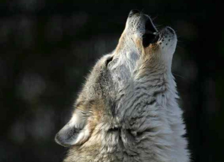 Sert esen bir rüzgârla geldim dünyaya! 
Şanım şerefim:Türk olmak.
Suçlu değildim ben hiçbir zaman.
Masumluğumun tek bir simgesi vardı benim,
O da:TÜRK OLMAK!