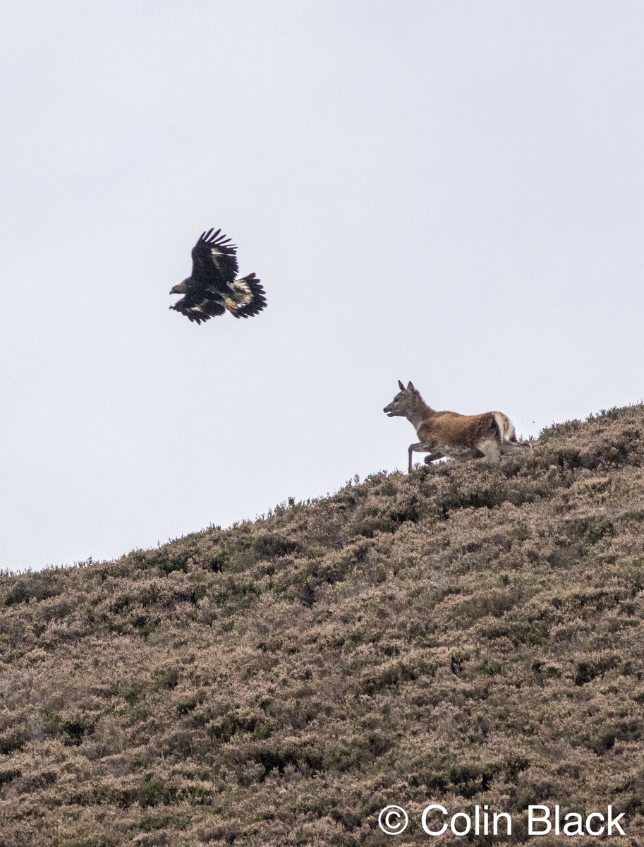 Eaglereintroductionwales On Twitter Ohh Deer This Young