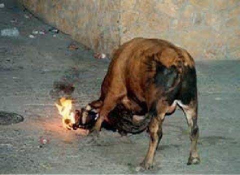Tutto sotto il nome della "tradizione".
Il secondo Sabato di Novembre, a Medinaceli (Spagna), un giovane Toro viene portato in piazza e le sua corna cosparse di materiale infiammabile perché sia bruciato vivo. Tutto questo è disumano.
La Tauromachia è una vergogna per l'umanità.