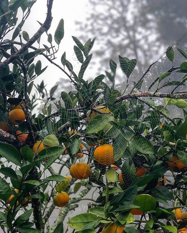 225adventures's tweet photo. Yesterday was spooky, ‘tis the season.  The fog was so dense it was difficult to see at times. 🕷🕸
Can you spot the spiderweb in the satsuma tree?  Are you afraid of spiders? 🕷🕸
Happy Halloween!  Hope you get more treats than tricks! 😊
🕷🕸
#foggymo… https://t.co/OTSngStcJr https://t.co/4SUEJa5jWa