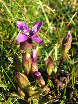 BioSol Ecology tweet media