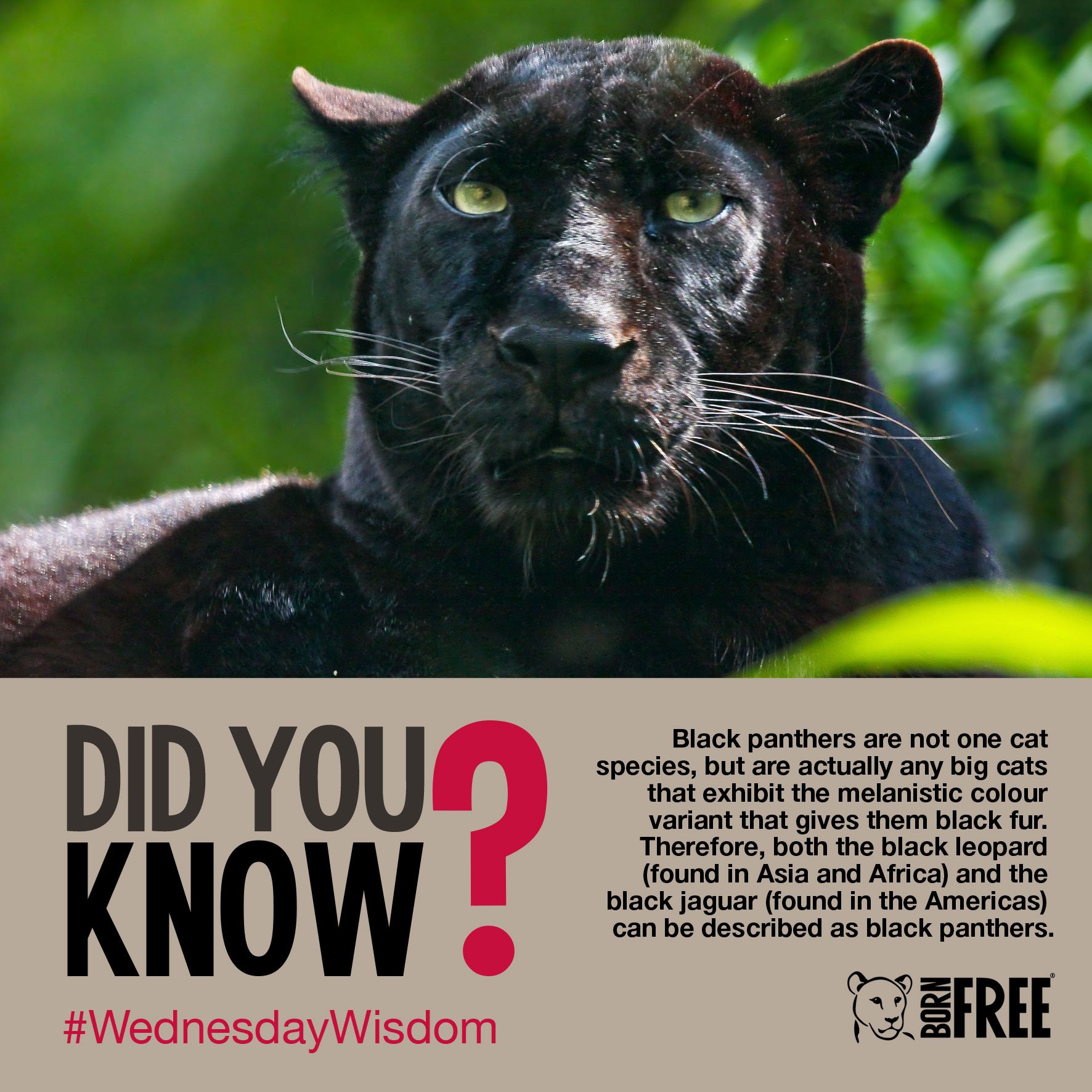 Born Free Foundation On Twitter Black Panthers Are Not One Cat Species But Are Actually Any Big Cats That Exhibit The Melanistic Colour Variant That Gives Them Black Fur Therefore Both The