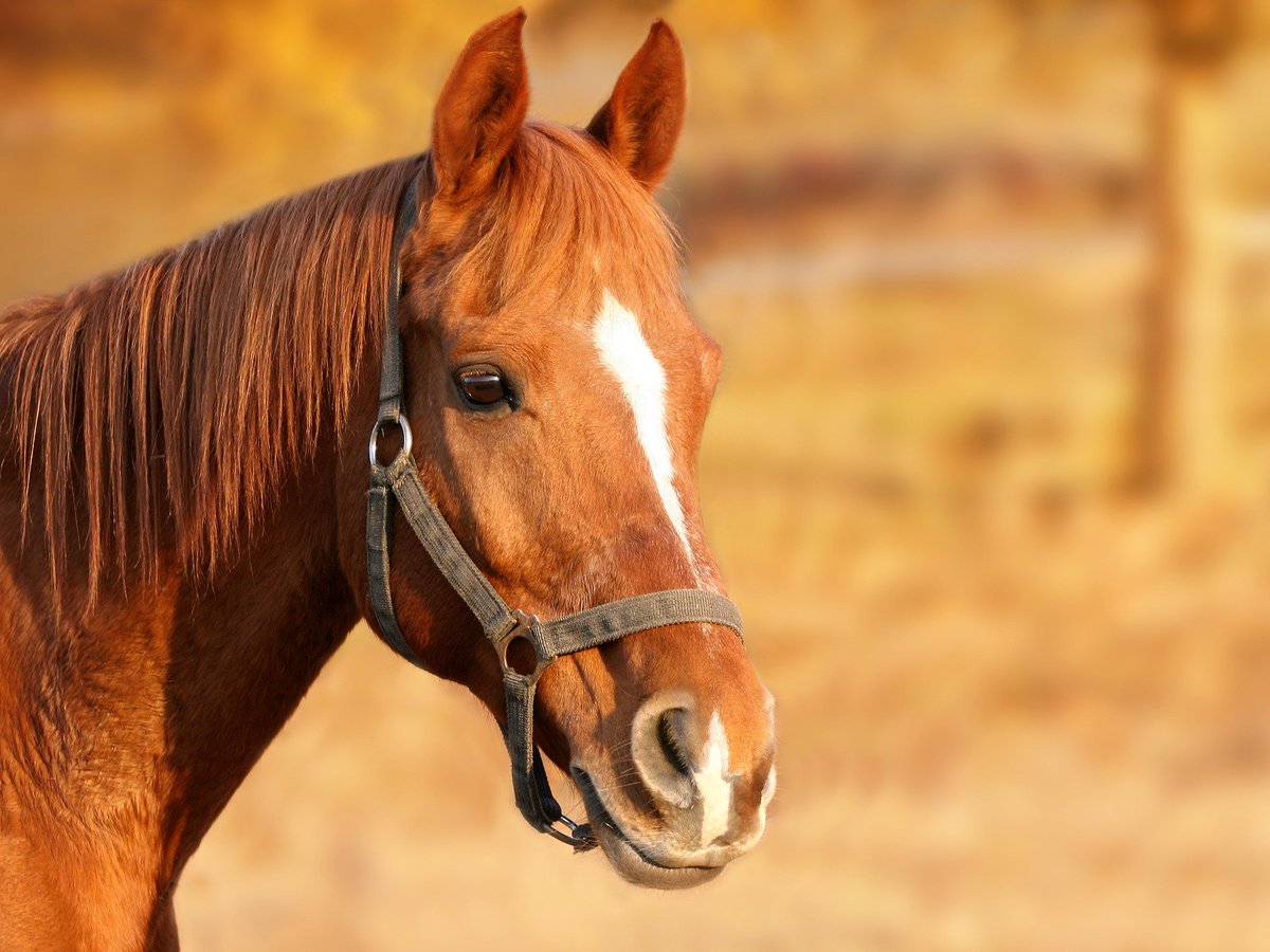 If you own a #horse, its good to know that there are a number of basic security provisions you can take to help protect them: ow.ly/7Iqk30jlE39