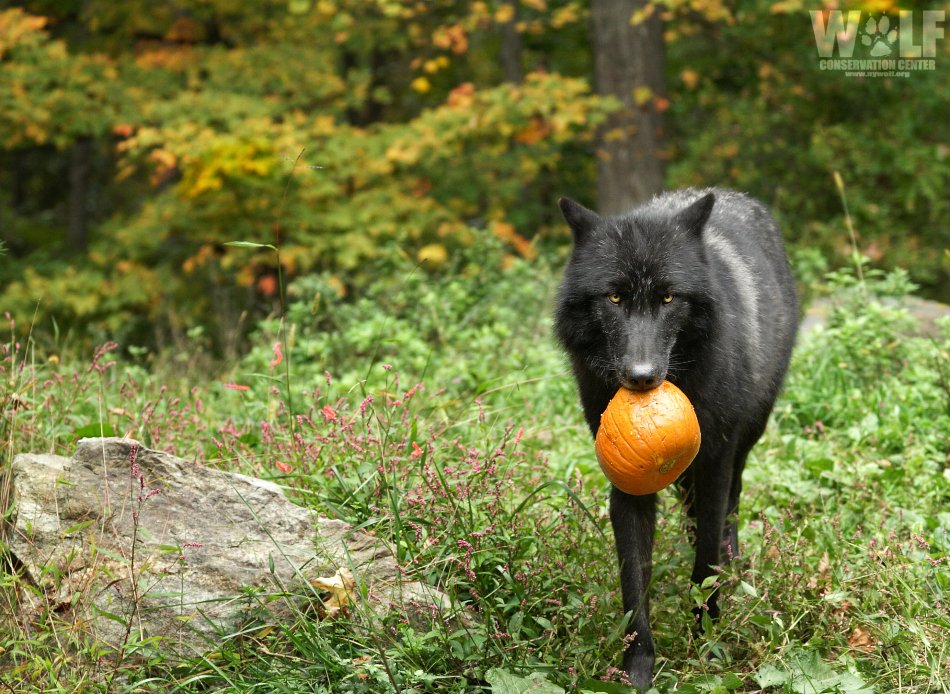 Mine.   

#HappyHalloween