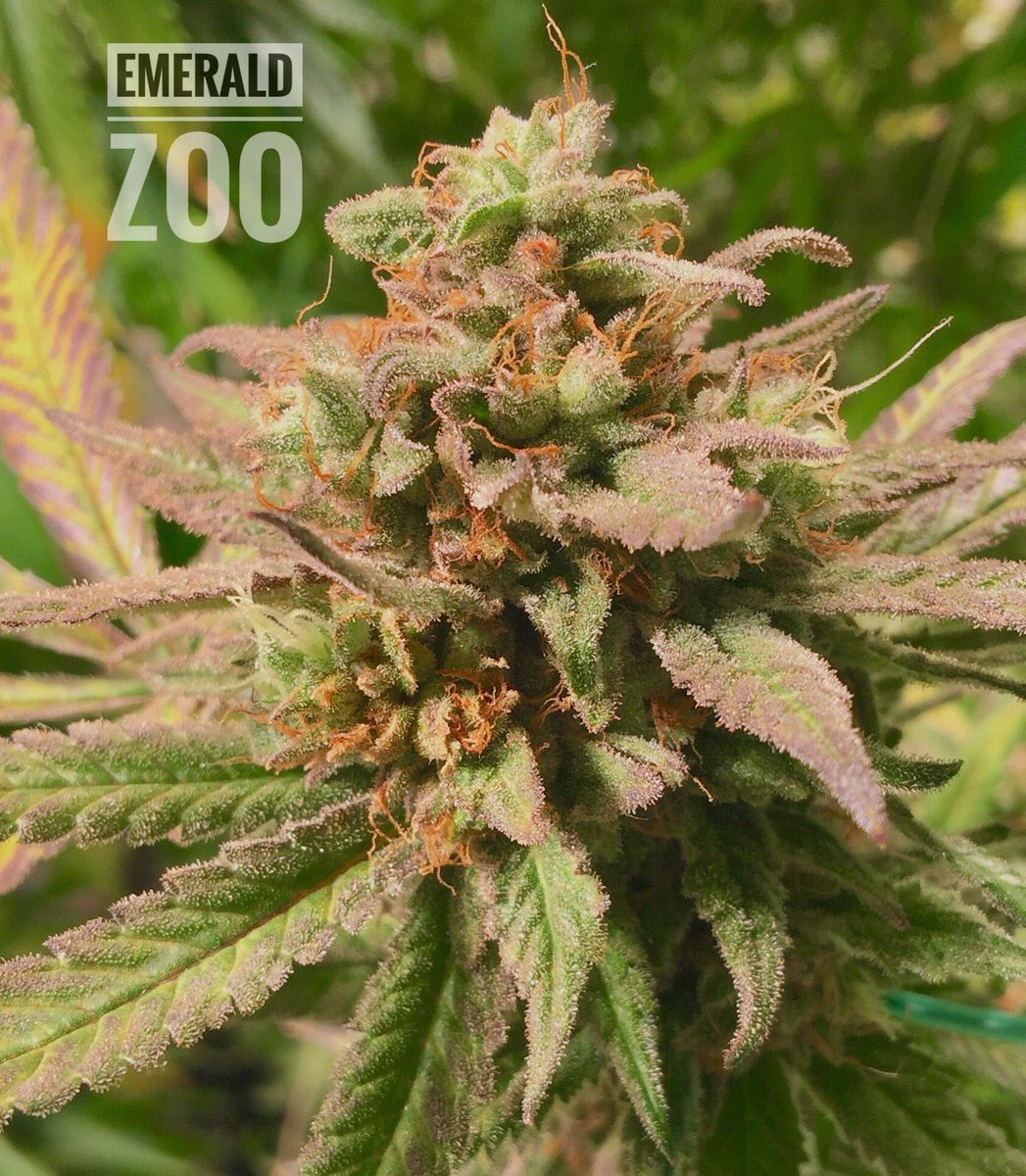 EmeraldZoo's tweet photo. Gβmorn everyone one you #CannaFans out there from everywhere. A few throwbacks for your visual pleasure this 2018 #Holloweed Boo! Enjoy the day and be safe everyone. #ZooGardens #KeifCatcher #RoyalKola #ZooKeeper #HomeGrown #SmallBatchCraftCannabis https://t.co/dLbfuD6mQJ