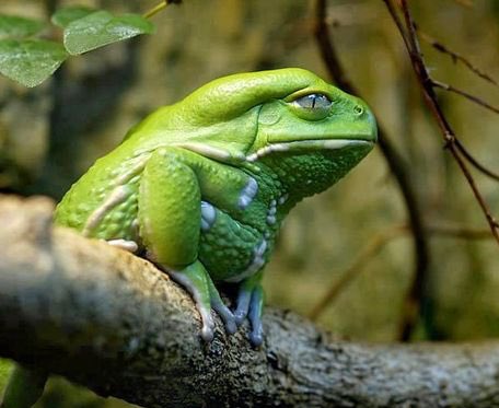 ট ইট র にかいどう レゴ機械生物図鑑 蛙は体全体で水を補給するけど ソバージュネコメガエル は口から水を飲むよ 体の乾燥を防ぐ油状の分泌物を塗ってるから水を弾いちゃうんだって で この油がデルモルフィンというモルヒネの40倍の超強力な鎮痛作用を ট ইট র にかいどう レゴ機械生物図鑑 蛙は体全体で水を補給するけど ソバージュネコメガエル は口から水を飲むよ 体の乾燥を防ぐ油状の分泌物を塗ってるから水を弾いちゃうんだって で この油がデルモルフィンというモルヒネの40倍の超強力な鎮痛作用を