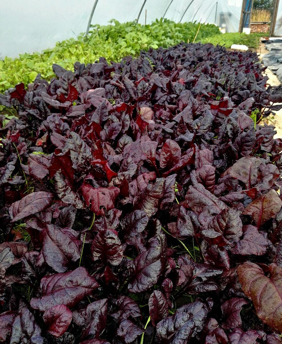 Halfway through this short week and we are in love with the rich colour of these leaves. Prefect for brightening up any dish or day.