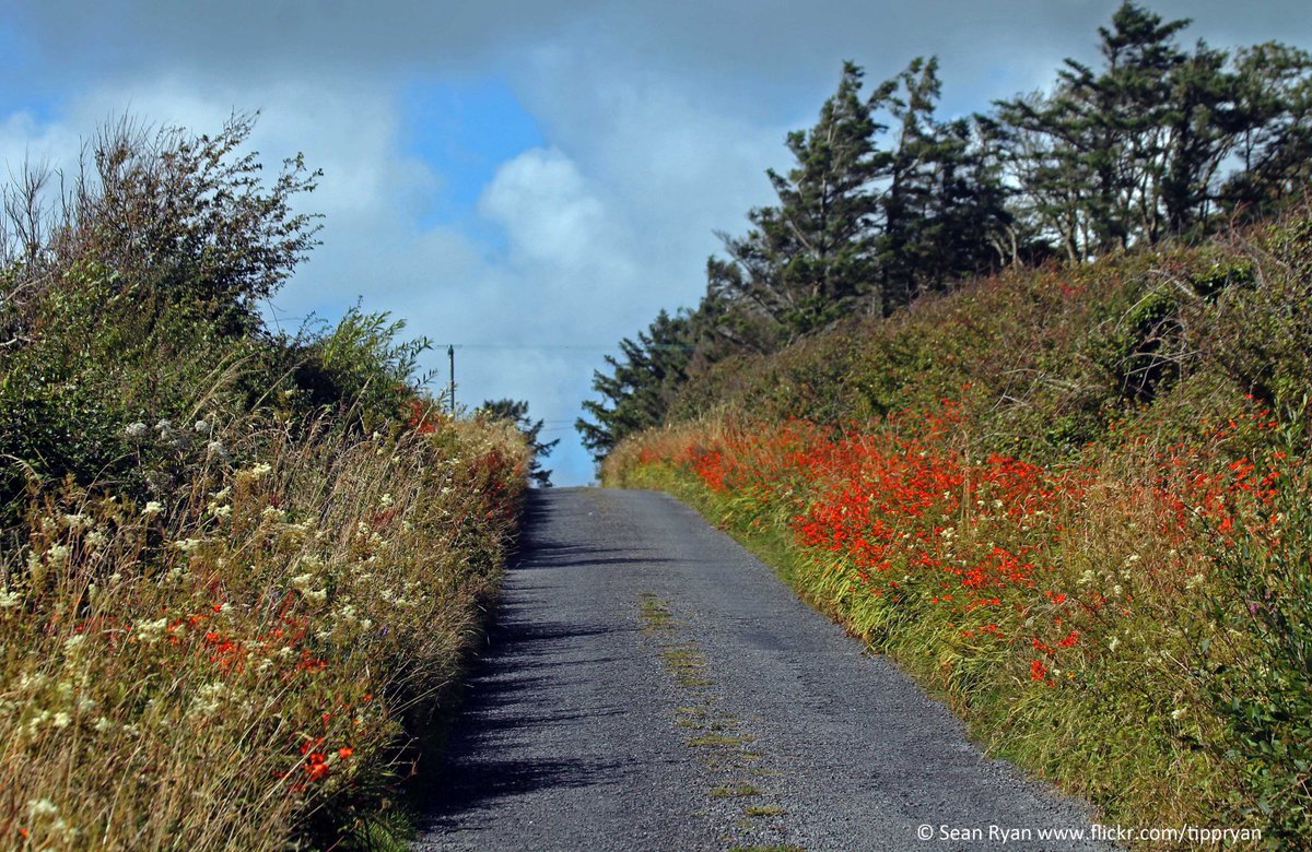 SeanRyanT's tweet image. #MyWildAtlanticWay @wildatlanticway #Wild #TheShannonEstuaryWay  #Ireland  #Clare #Querrin  #Montbretia #wildflowers