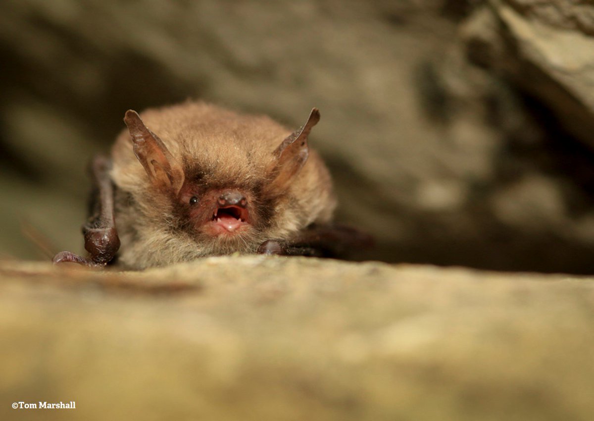 The Wildlife Trusts tweet media