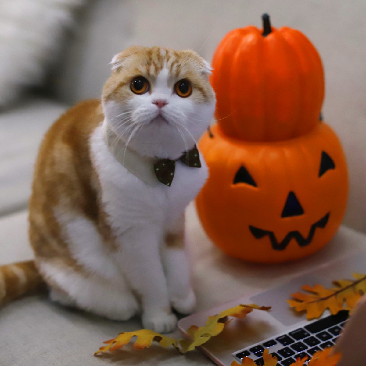 WafflesCat's tweet image. There are so many creepy viruses on the internet ! The best way to purrtect yourself is to regularly update your computer. Check out 
intel.com/UpdateMeow and learn more about System Updates #updatemeow #ad @intel