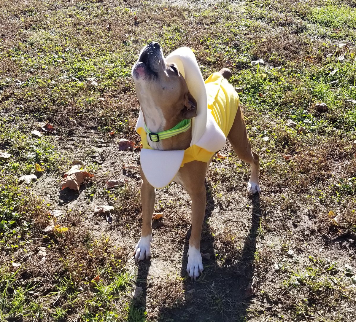 mrsvanderhil's tweet image. I&apos;m a banana, hear me roar! #howlween