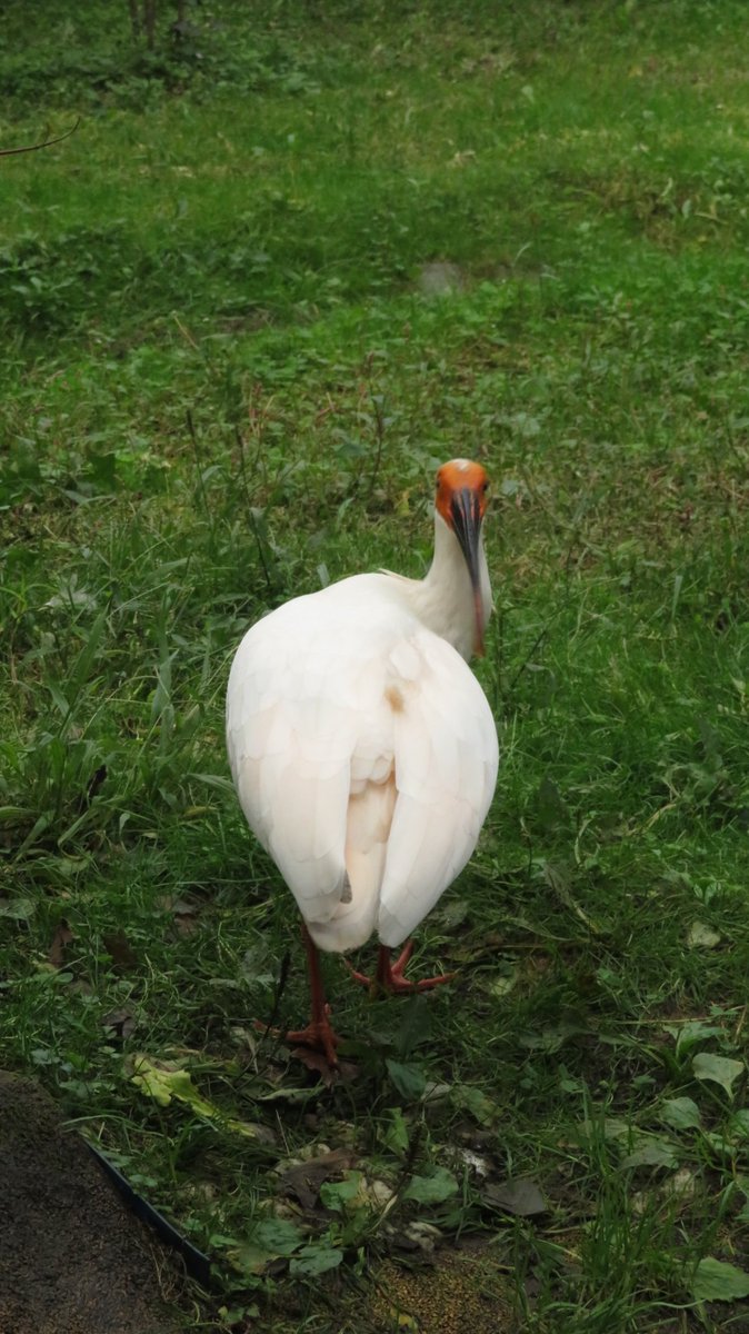 スグル・サトー tweet media