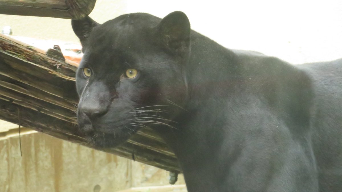 スグル・サトー tweet media